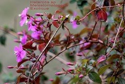 Heterotis sp- Melastomataceae- exo