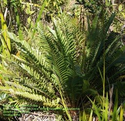Lomariocycas tabularis-ex Blechnum tabulare- Blechnacée- I