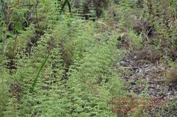 Lycopodiella cernua- Fougère la mariée- Lycopodiaceae- I