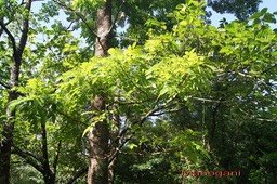 Mahogani-2