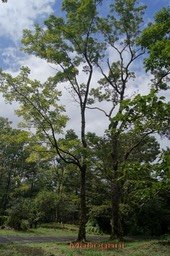 Mahogani