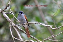 Oiseau la Vierge- Tersiphone bourbonnensis