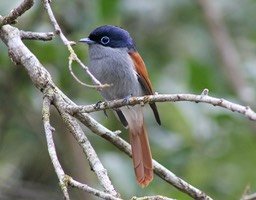 Oiseau la vierge- Tersiphone bourbonnensis- protégé