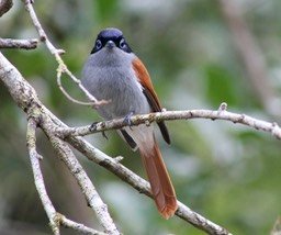 Oiseau la vierge-2