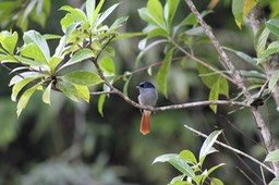 Oiseau la vierge sur Bois d'Osto
