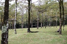 Paysage forestier
