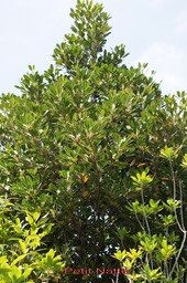 Petit Natte- Labourdonnaisia calophylloides- Sapotacée - B
