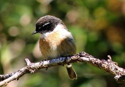 Saxicola tectes -Tec-tec-3