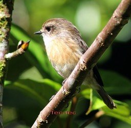 Saxicola tectes -Tec-tec