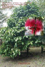Syzygium malaccense- Jambos- Myrtaceae- exo