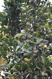 Takamaka pays- Fruits