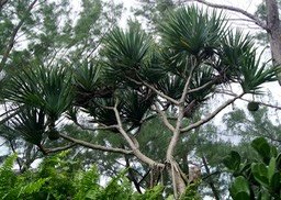 Vacoa ou Pimpin- Pandanus utilis - Pandanacée