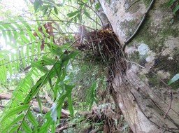 Peu visible, sous les fougères bien visibles, en longs filaments, Psilotum nudum - Psilotaceae - Cosmopolite. Indigène