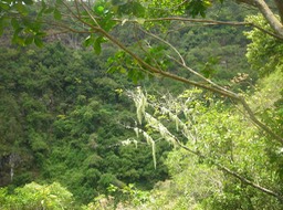 15 Barbe de Saint Antoine 