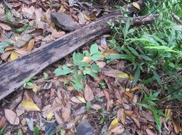 16 - Toddalia asiatica - Liane patte poule - Rutacée