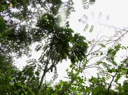 18 - ??? Polyscias aemiliguineae Bernardi - Bois de papaye Maniron / Bois de plat - Araliaceae - Endémique La Réunion.