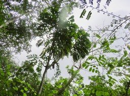 19 - Polyscias aemiliguineae Bernardi - Bois de papaye Maniron / Bois de plat - Araliaceae - Endémique La Réunion.