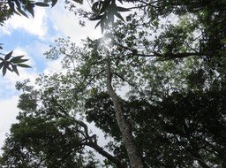 20 - Grand tronc : Avocat marron