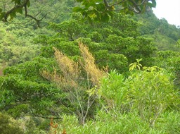 20 Bois d'arnette, bois d'huile, grand natte 