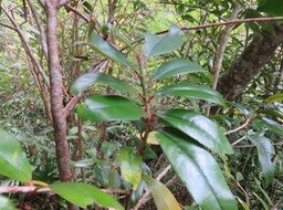22 - Erythroxylon laurifolium- Bois de rongue - Erythroxylacée- BM