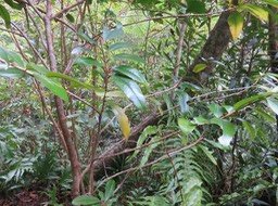 23 - Erythroxylon laurifolium- Bois de rongue - Erythroxylacée- BM