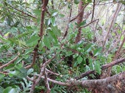 24 - Turraea thouarsiana - Bois de quivi - Meliaceae - endémique B M  Il n'y a qu'une seule espèce de Quivi à feuilles juvéniles ressemblant à des feuilles de chêne, c'est le thouarsiana ex casimiriana.
