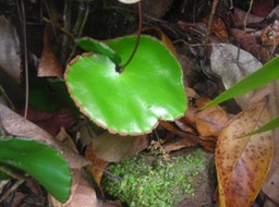 3 Fougère tam-tam (dessous) 