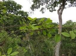 36 - Fleurs de Rhus longipes Engl - Faux poivrier blanc - Anacardiaceae - Afrique australe et de l'Est