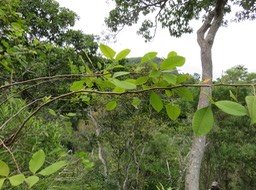 37 - Rhus longipes Engl - Faux poivrier blanc - Anacardiaceae - Afrique australe et de l'Est