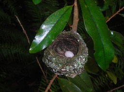 5 Nid zoizo la vierge 