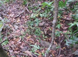 6- Toddalia asiatica - Liane patte poule - Rutacée