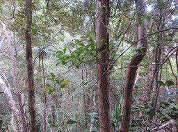 7 - Toddalia asiatica - Liane patte poule - Rutacée au premier plan