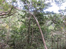 8 - ???  Tronc de Homalium paniculatum - Corce blanc - Salicacée