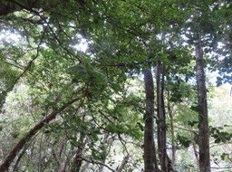 9 - Le couvert avec Myonima obovata - Bois de prune  ou Bois de prune rat - Rubiaceae