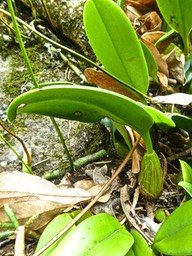 Bulbophyllum longiflorum variante jaune P1470740