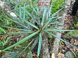 Cassine orientalis . Bois rouge P1470578