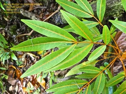 Cossinia pinnata . Bois de judas  P1470586 JPG