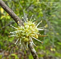 Doratoxylon apetalum . bois de gaulette P1470786