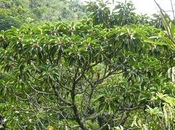 Mimusops balata . Grand natte P1470778