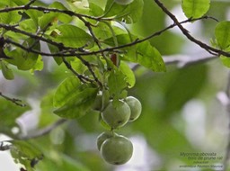 Myonima obovata . bois de prune rat P1470646