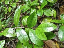 Myonima obovata .Bois de prune rat P1470633