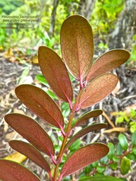 Pleurostylia pachyphloea . bois d'olive grosse peau P1470774