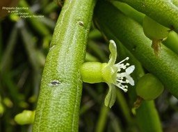Rhipsalis baccifera . la perle P1470789