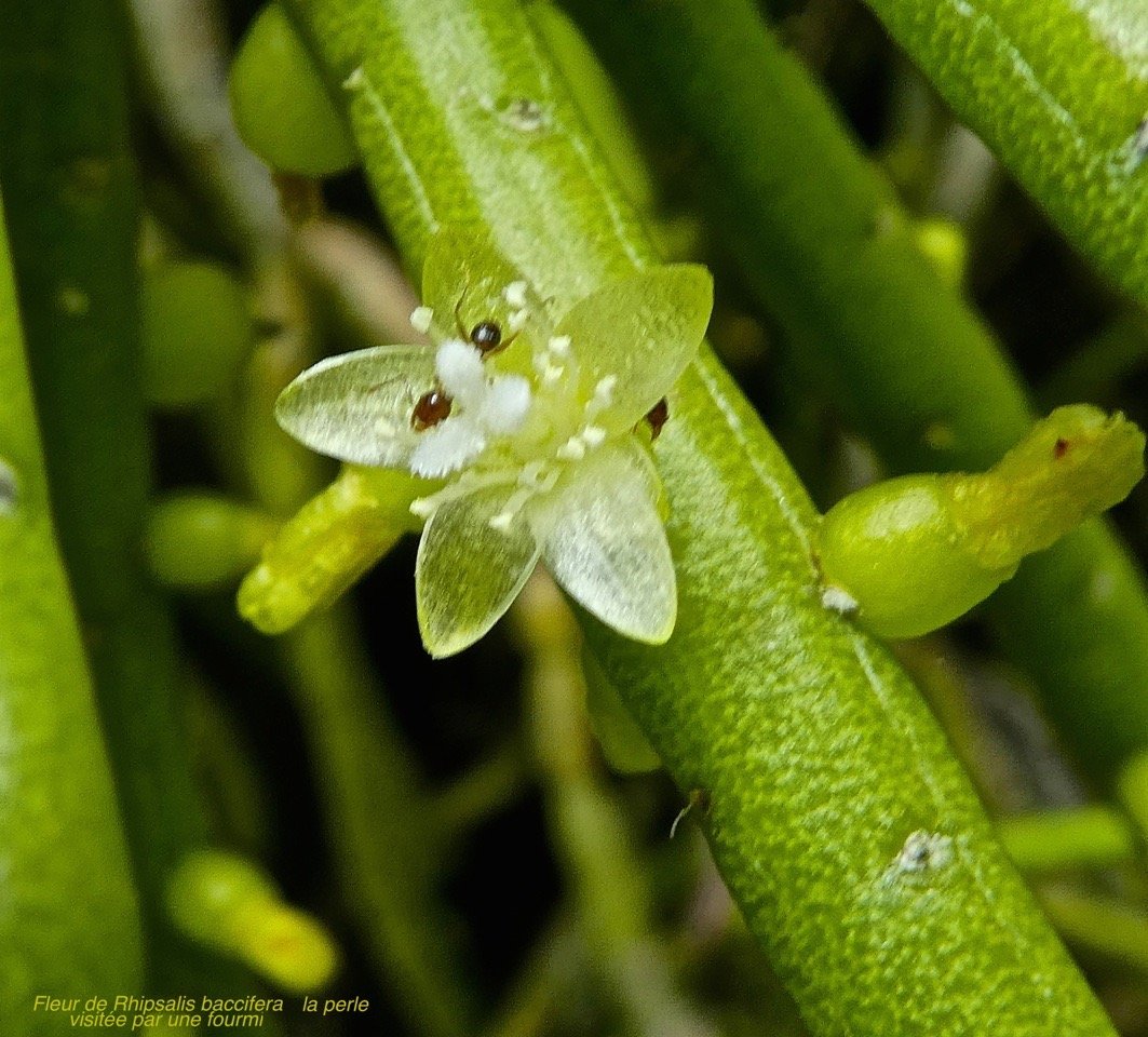 Rhipsalis baccifera . la perle P1470787