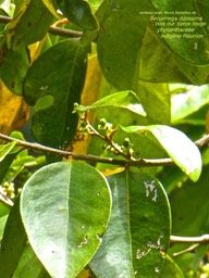 Securinega durissima . bois dur .corce rouge .P1470756