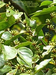 Securinega durissima . bois dur . corce rouge P1470747