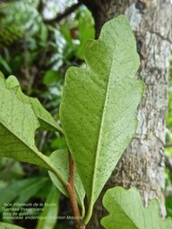 Turraea thouarsiana . bois de quivi P1470698