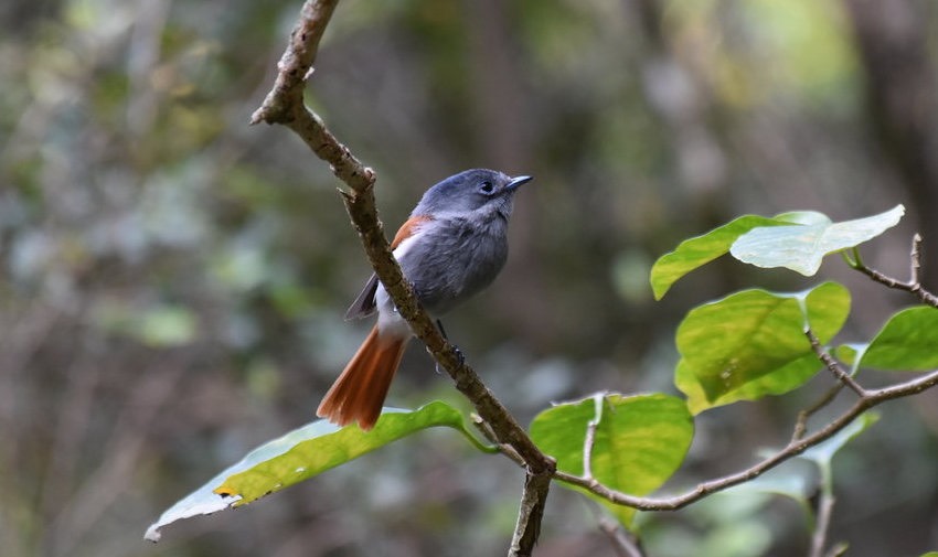 Zoizo La Vierge femelle 2