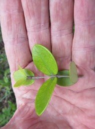 19. IMG_2305.JPG