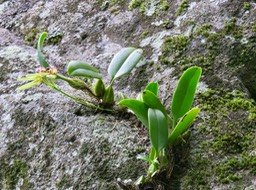 2. Bulbophyllum longiflorum - - Orchidaceae MG_2282.JPG